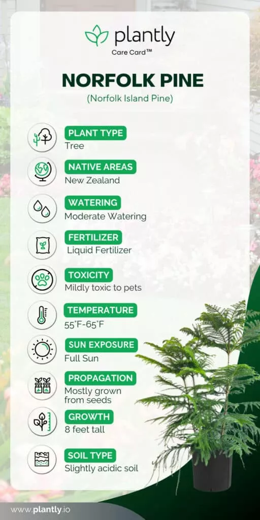 Norfolk Pine Care: Repotting and Soil Mix Guide