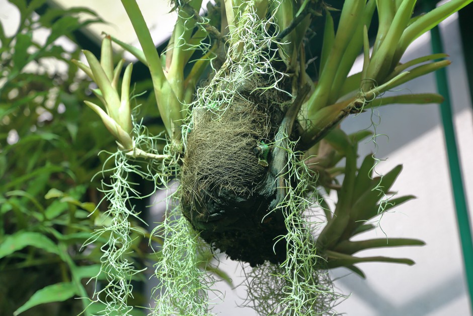 How to Care for Spanish Moss: A Beginners Guide