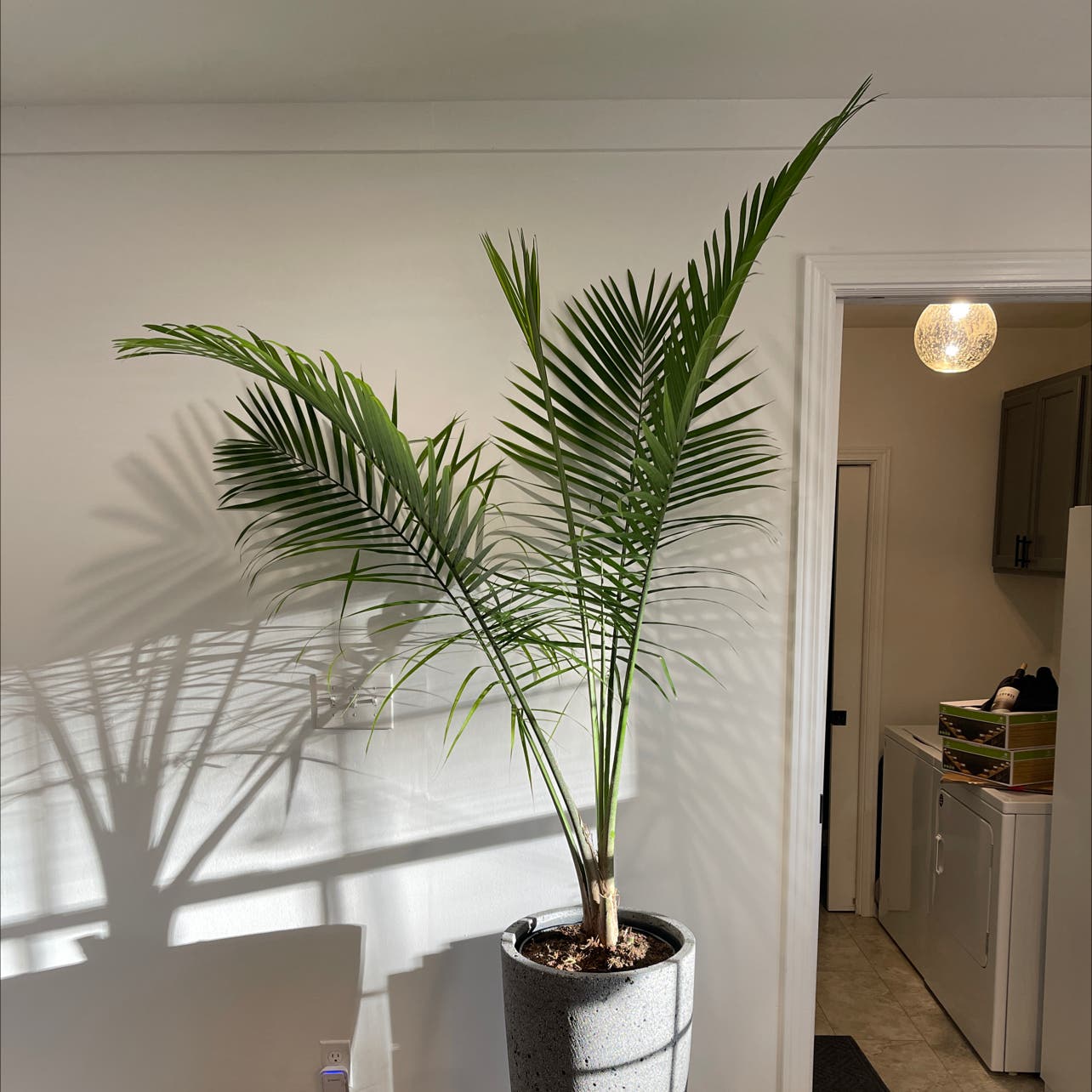 Majesty Palm Potting Soil: Whats the Best Mix for Happy Plants?