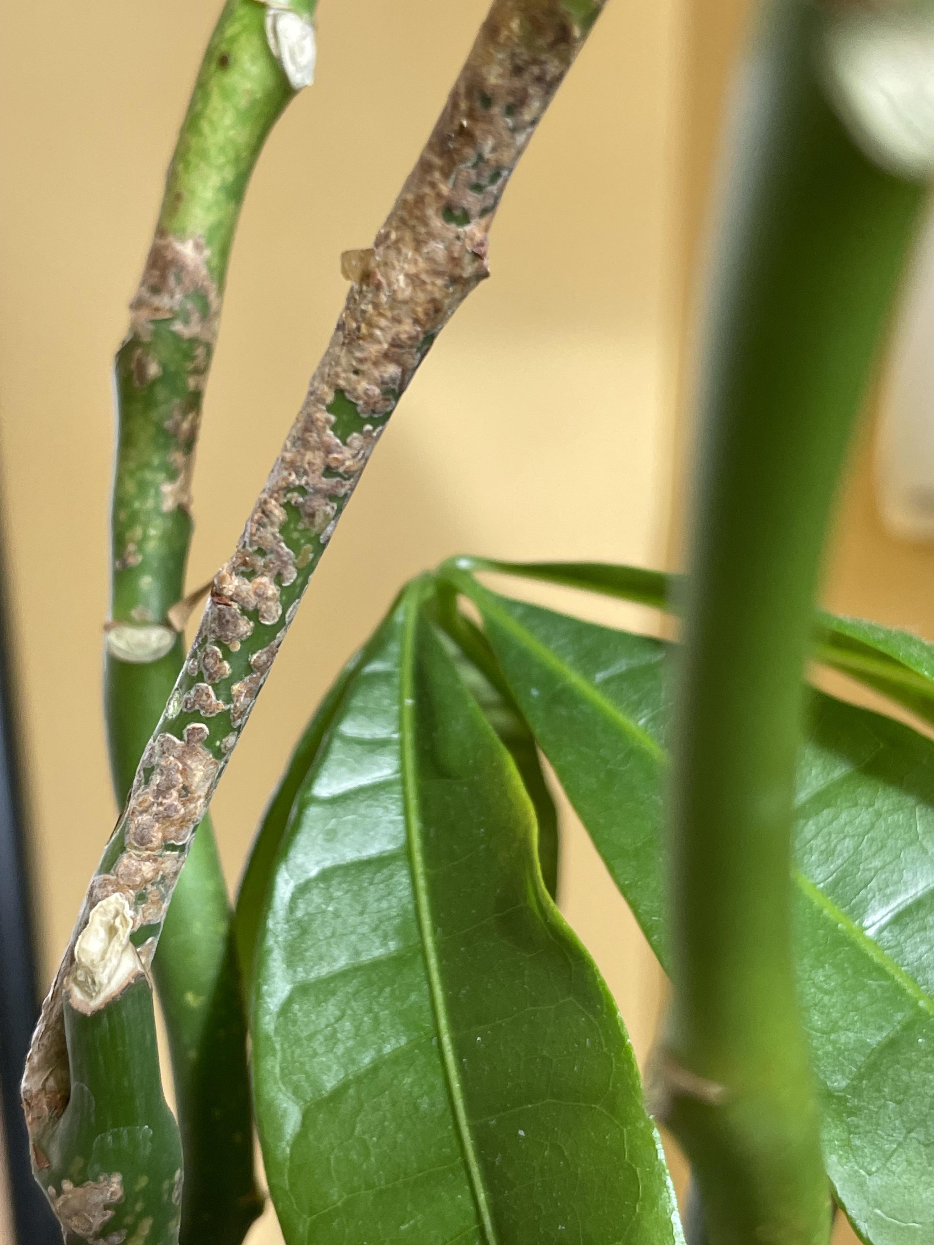 Dealing with Money Tree Pests: Easy Tips for Beginners!