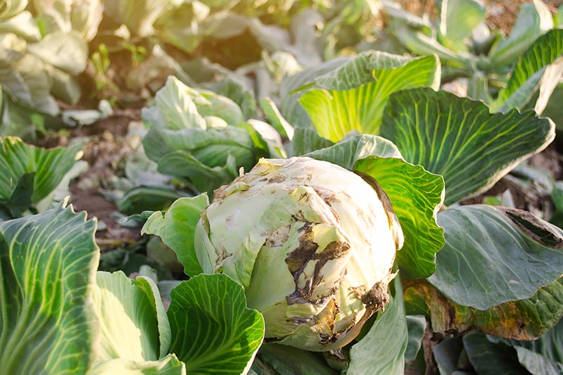 Cabbage Diseases Photos: Identify and Treat Common Problems