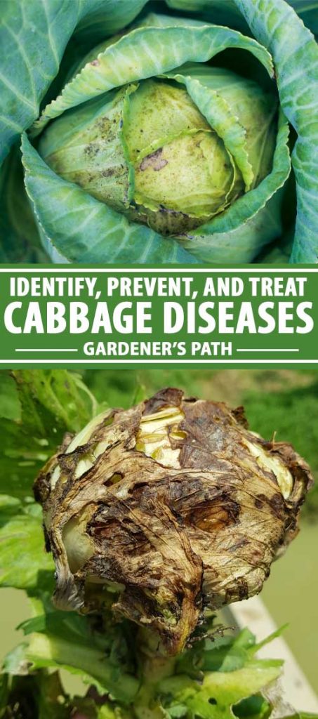 Cabbage Diseases Photos: Identify and Treat Common Problems
