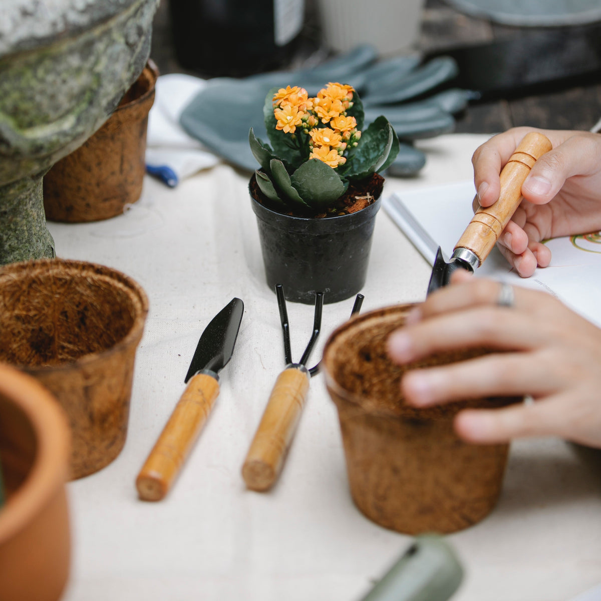 Top Tools for Houseplants: Make Plant Care Easy and Fun!
