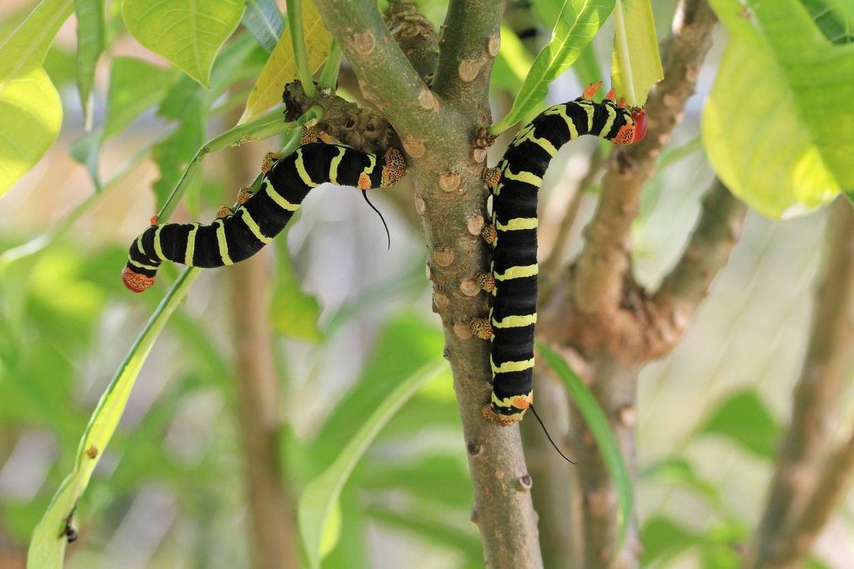 Top plumeria pests and diseases: Learn how to protect your lovely plumeria plants.