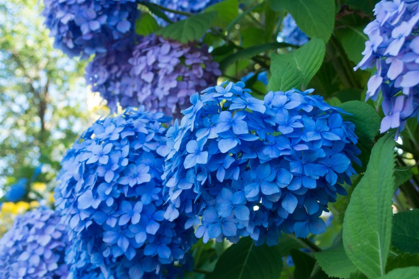 Fertilizing hydrangeas with coffee grounds: A simple guide for bigger blooms.