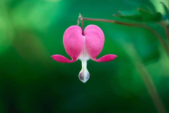 Heart Flowers Meaning: What Do Different Colors Symbolize?