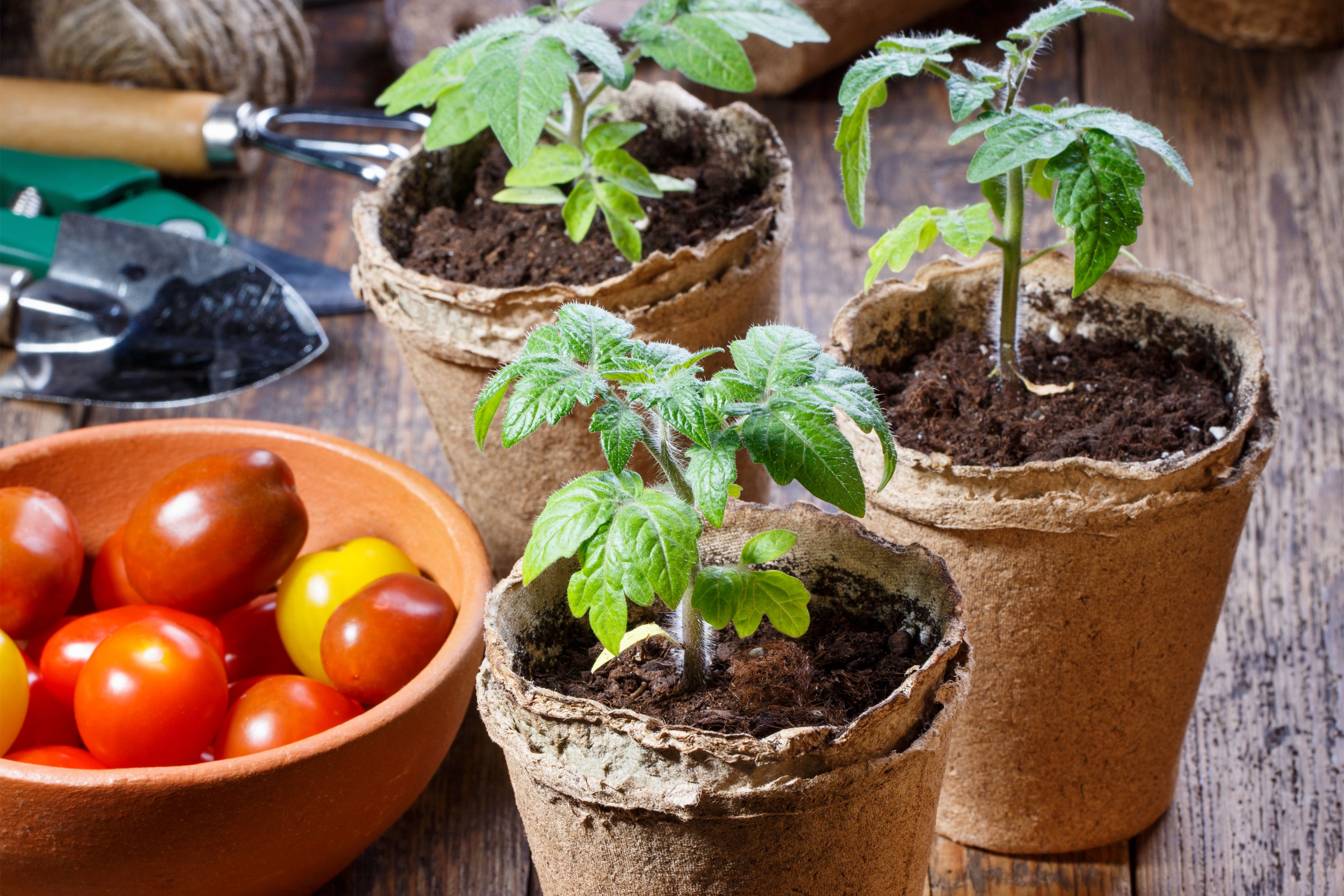 Transplanting Tomato Seedlings: Tips for Healthy Growth