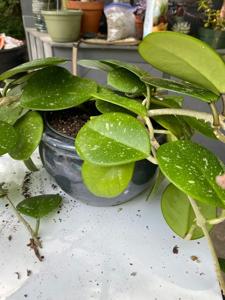 Successful Hoya Plant Repotting: A Practical Guide
