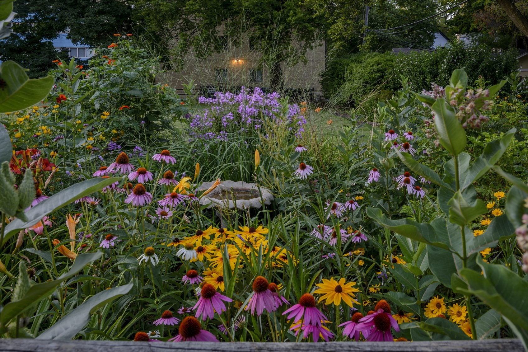 Best Companion Plants for Coneflowers: Your Easy Guide