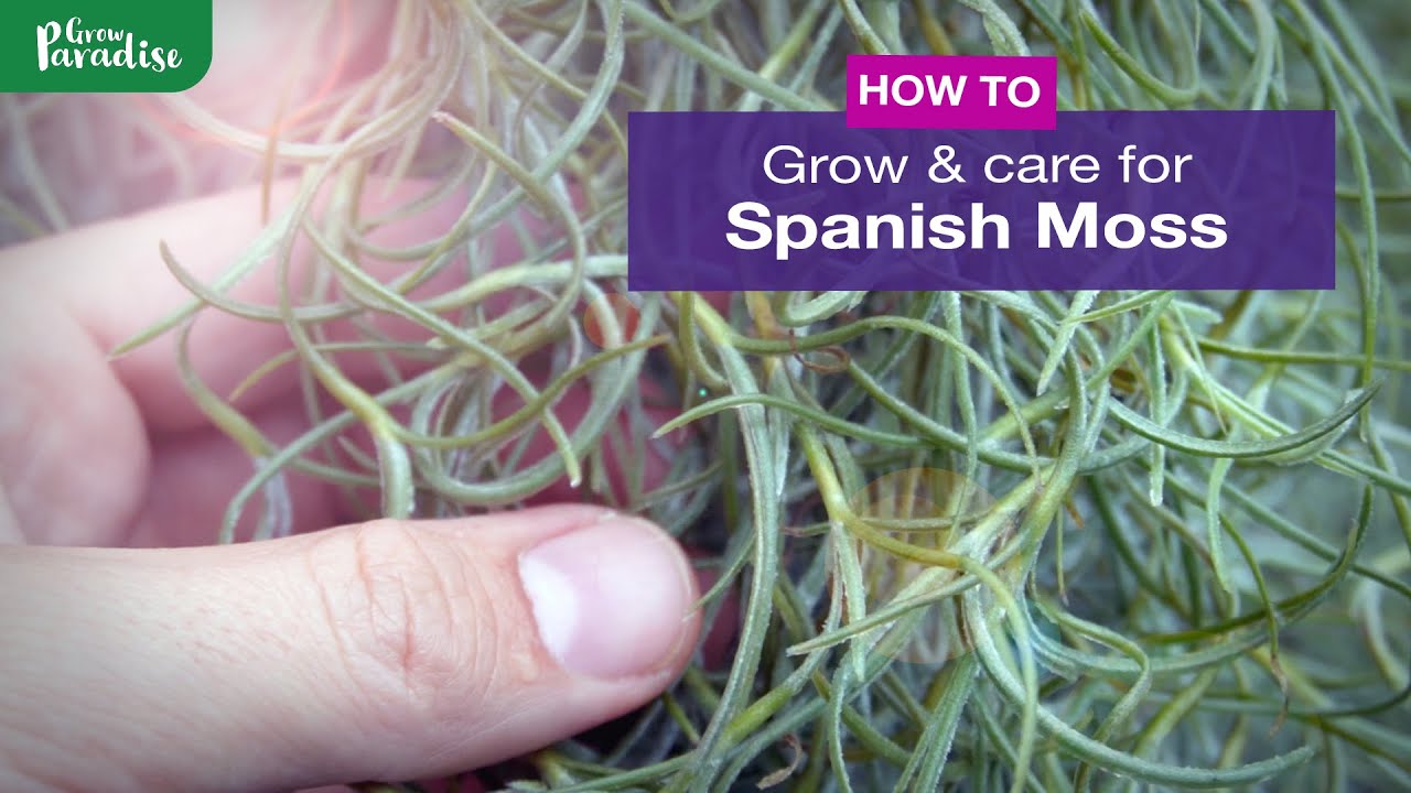 Top Tips and Tricks for Spanish Moss Care Indoors and Outdoors