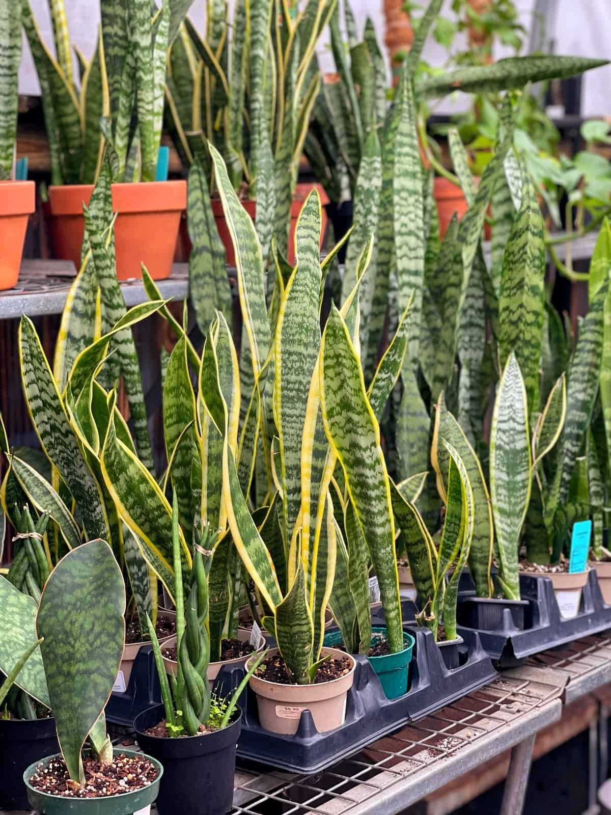 Snake Plant Temperature Tolerance: How Low Can They Go and Still Thrive Well?