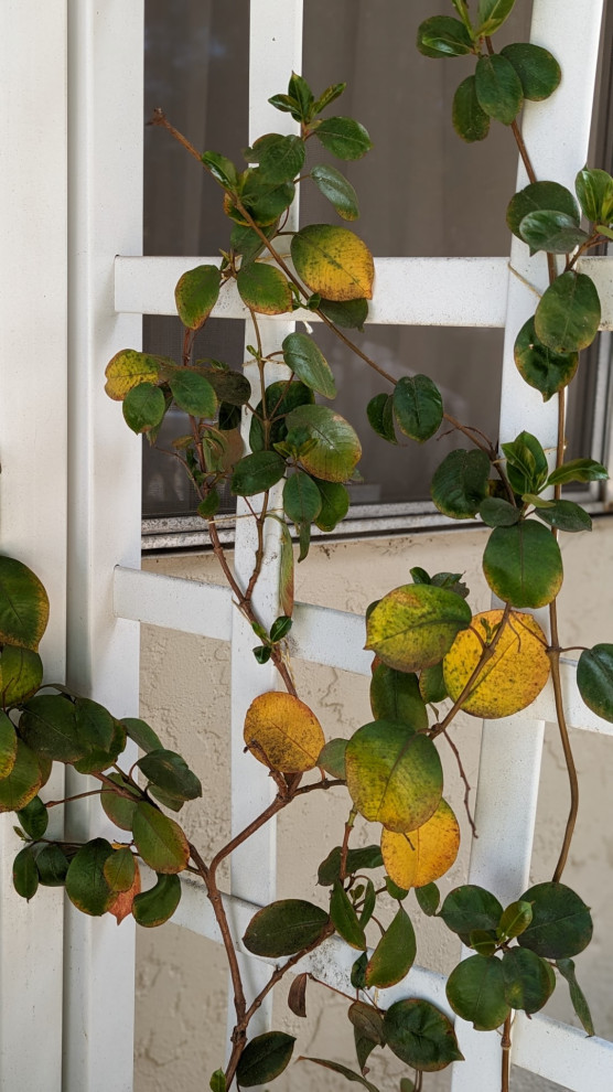 Best Fertilizer for Mandevilla: Top Picks for Lush Growth