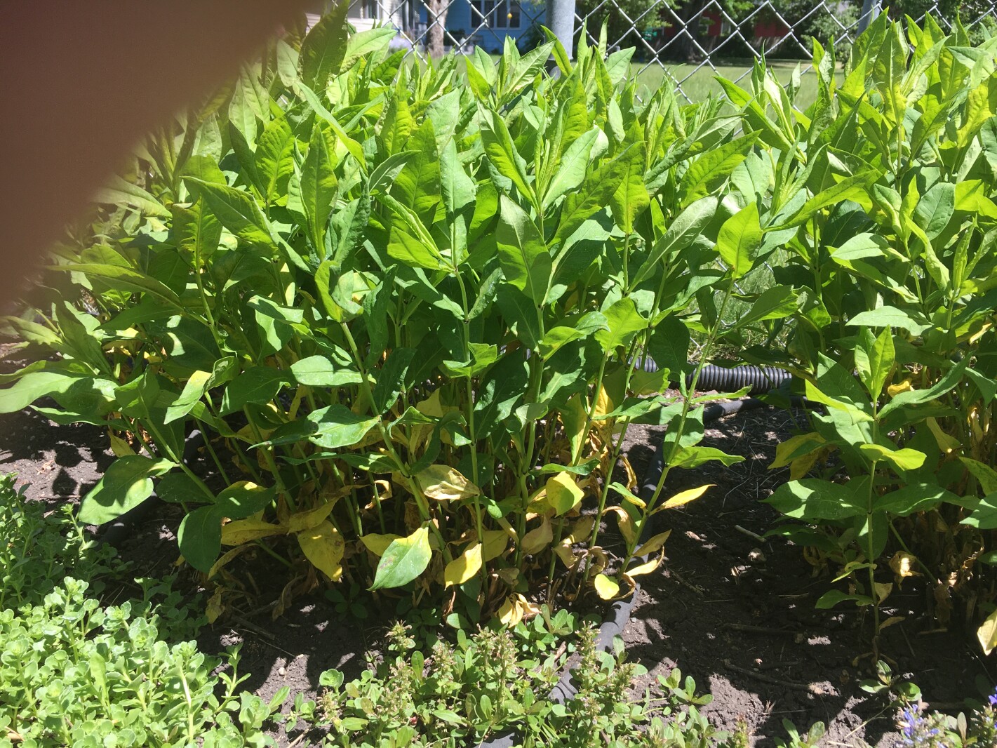 Spotting Phlox Diseases: A Quick Guide with Pictures