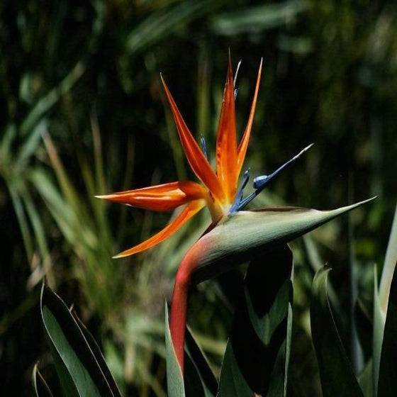 Where to Buy Birds of Paradise Flowers: Find the Best Plants and Deals Online
