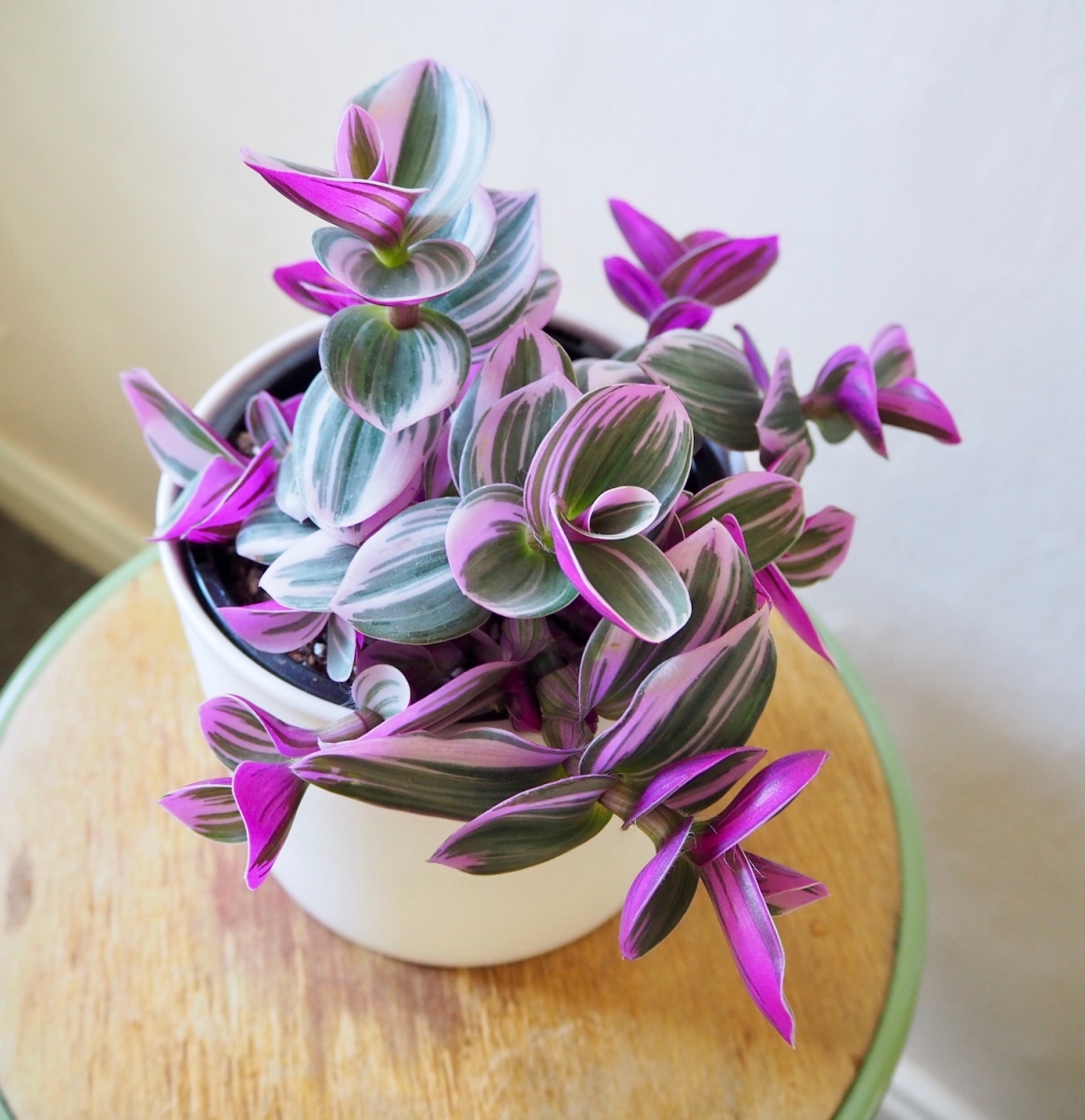 How to Care for Tradescantia Nanouk: A Beginners Guide