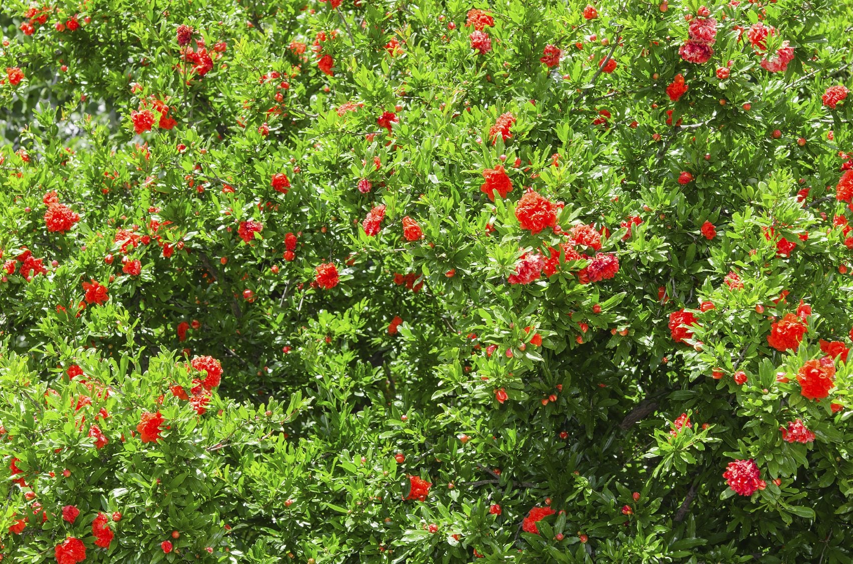 Want a Beautiful Shrub? Learn How to Prune Japanese Quince