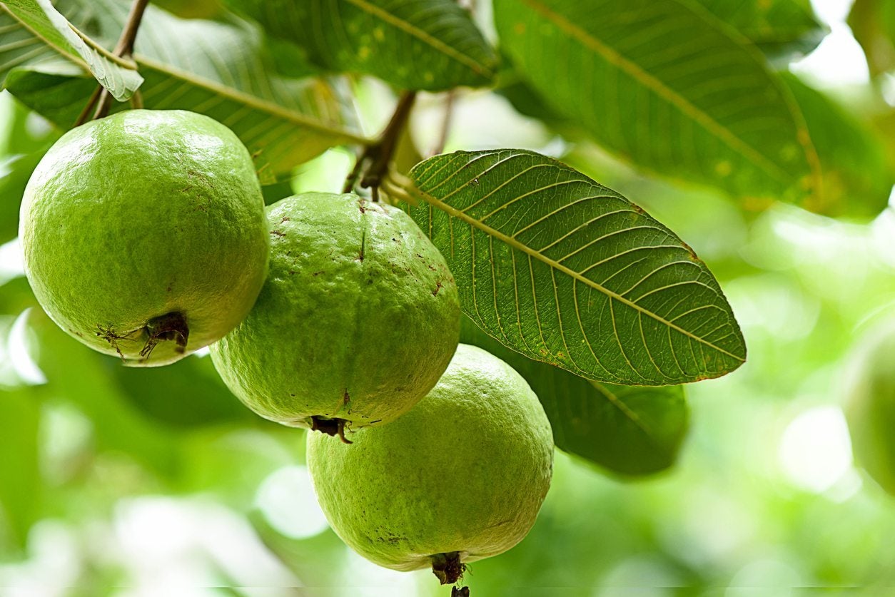 Best Fertilizer for Guava Trees? Top Picks for Growth