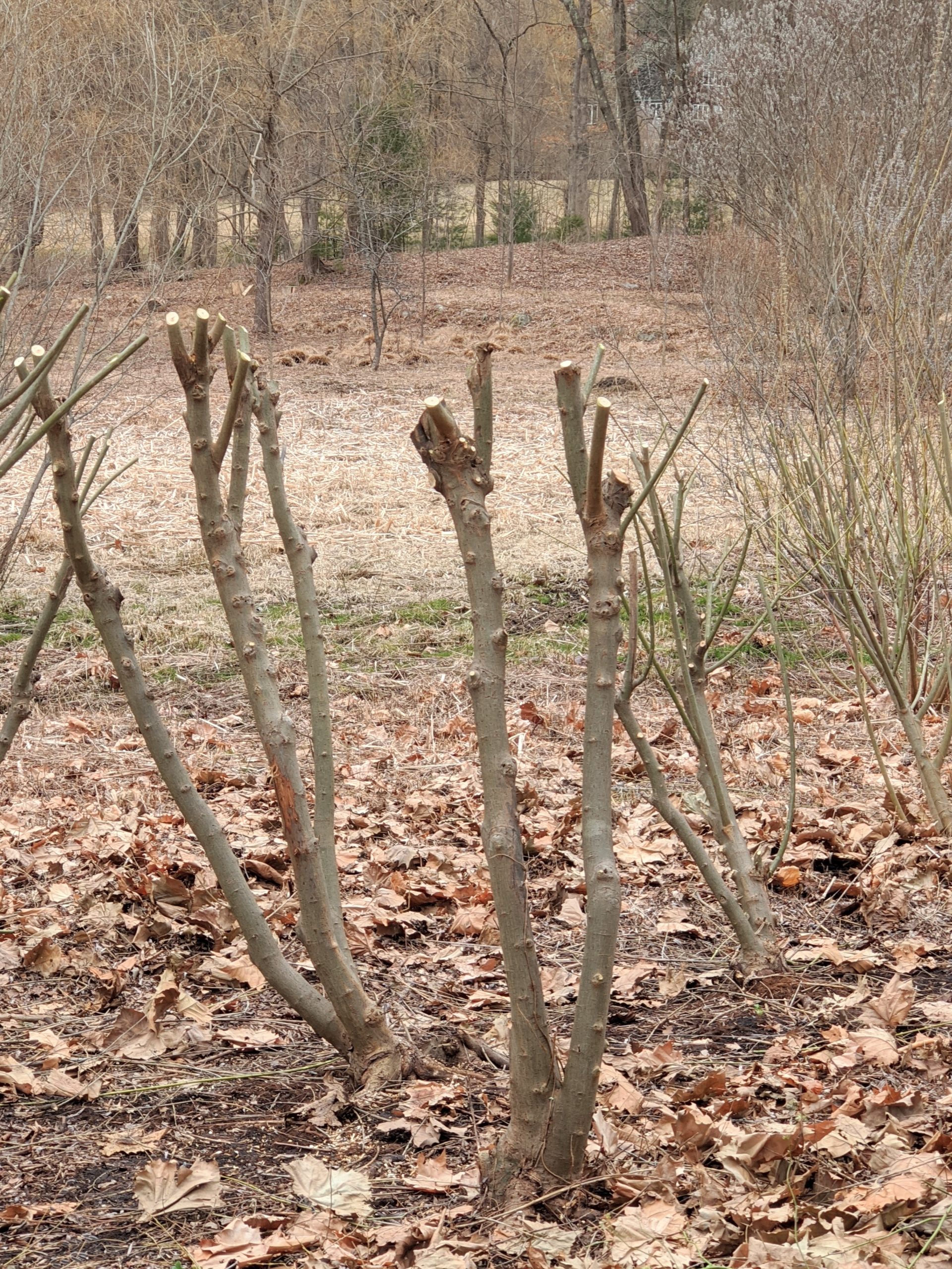 Pussey Willow Trees Pruning: Mistakes You Should Avoid