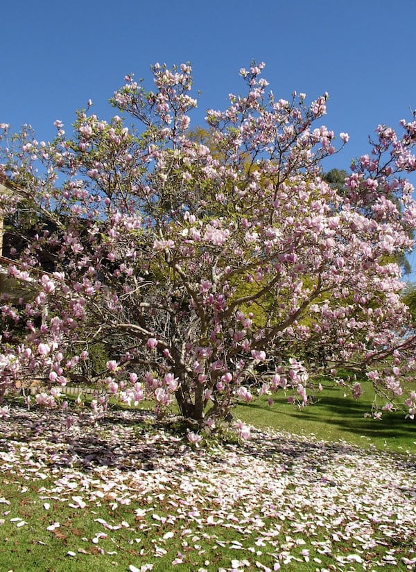 Is your Jane Magnolia overgrown? Pruning tips to help!