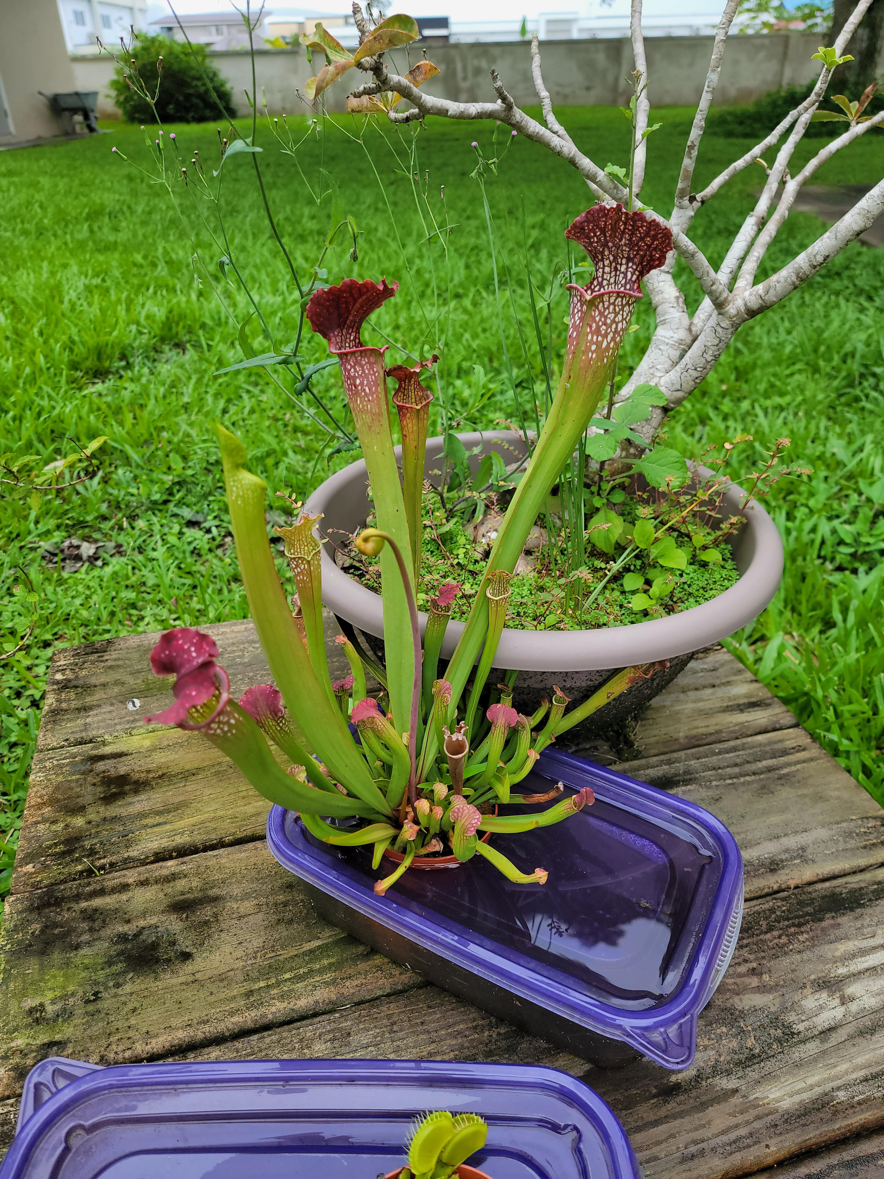 When and How to Repot Your Pitcher Plant?