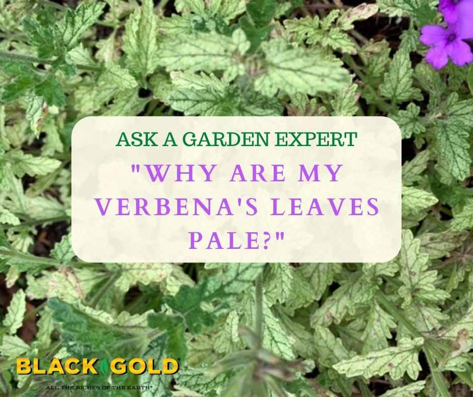Verbena Diseases Pictures: Common Problems and Solutions