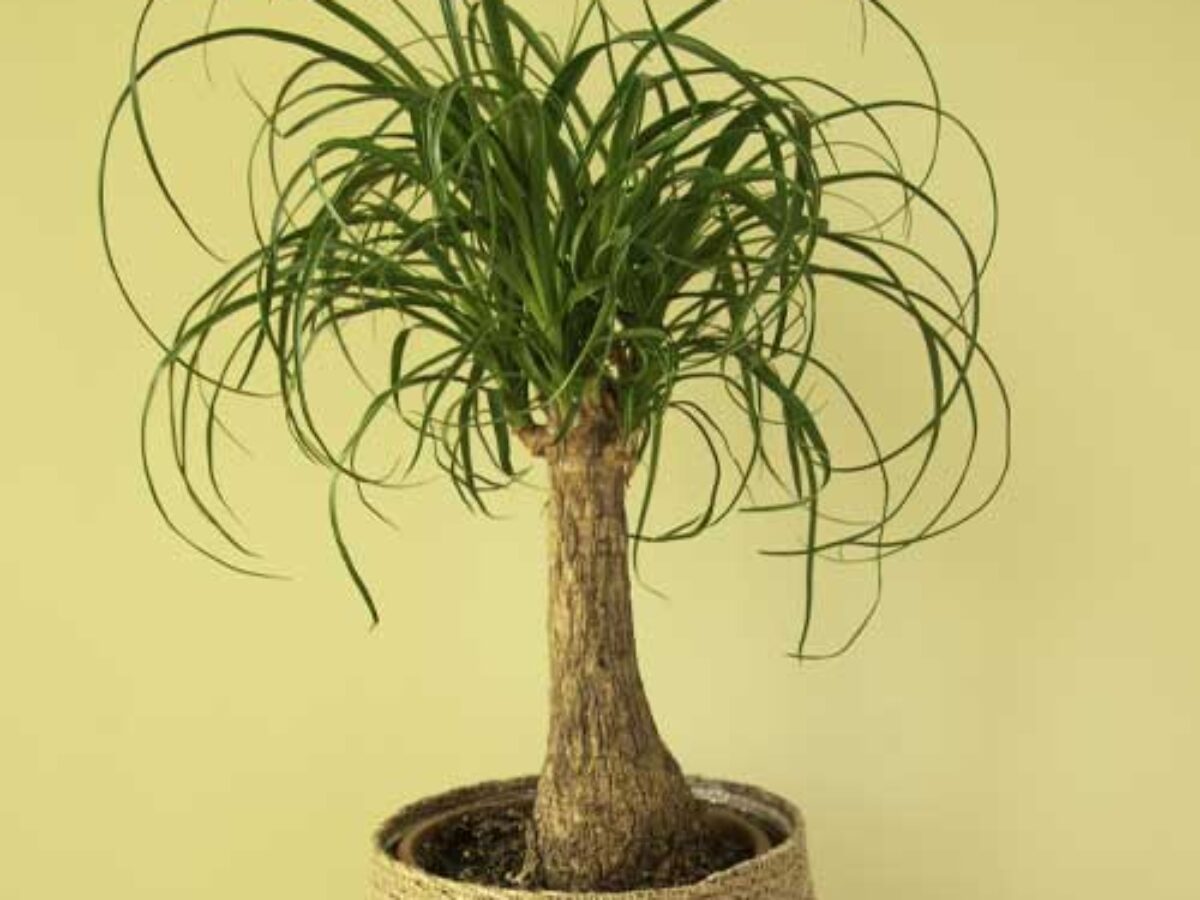 Protecting Your Ponytail Palm: Temperature Tolerance Guide