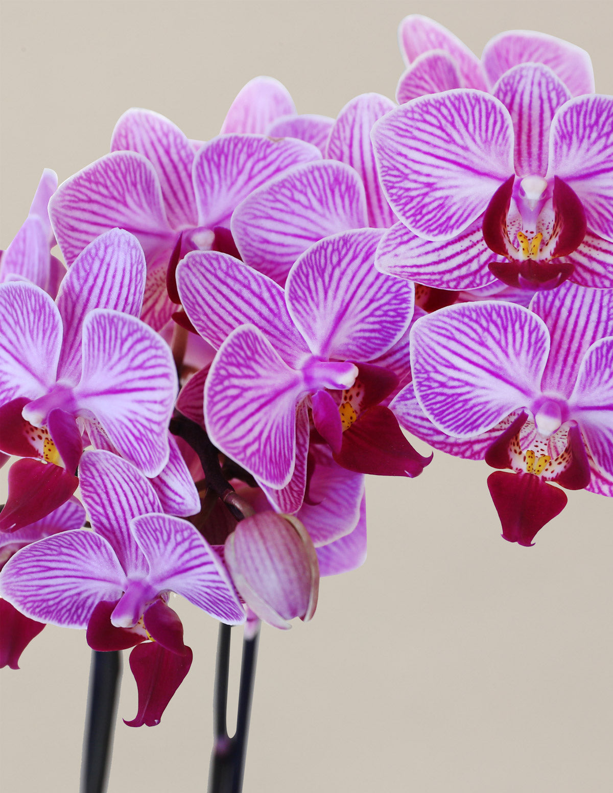 The best pink orchids flowers: where to buy them and why they are so popular