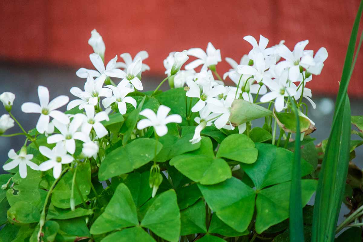 Shamrock Plant Care: Tips and Tricks to Keep Your Plant Thriving!