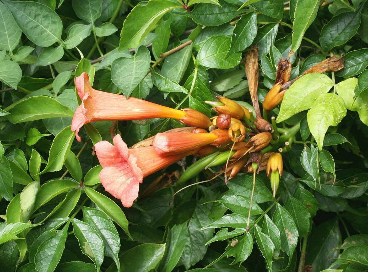 Easy Pruning Trumpet Vine Plant Techniques You Should Know