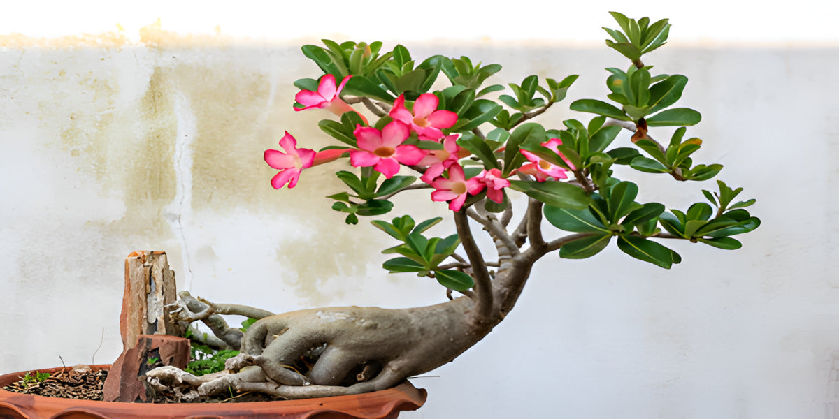 How Much Sunlight Does a Desert Rose Need? Simple Tips for Bright Blooms!