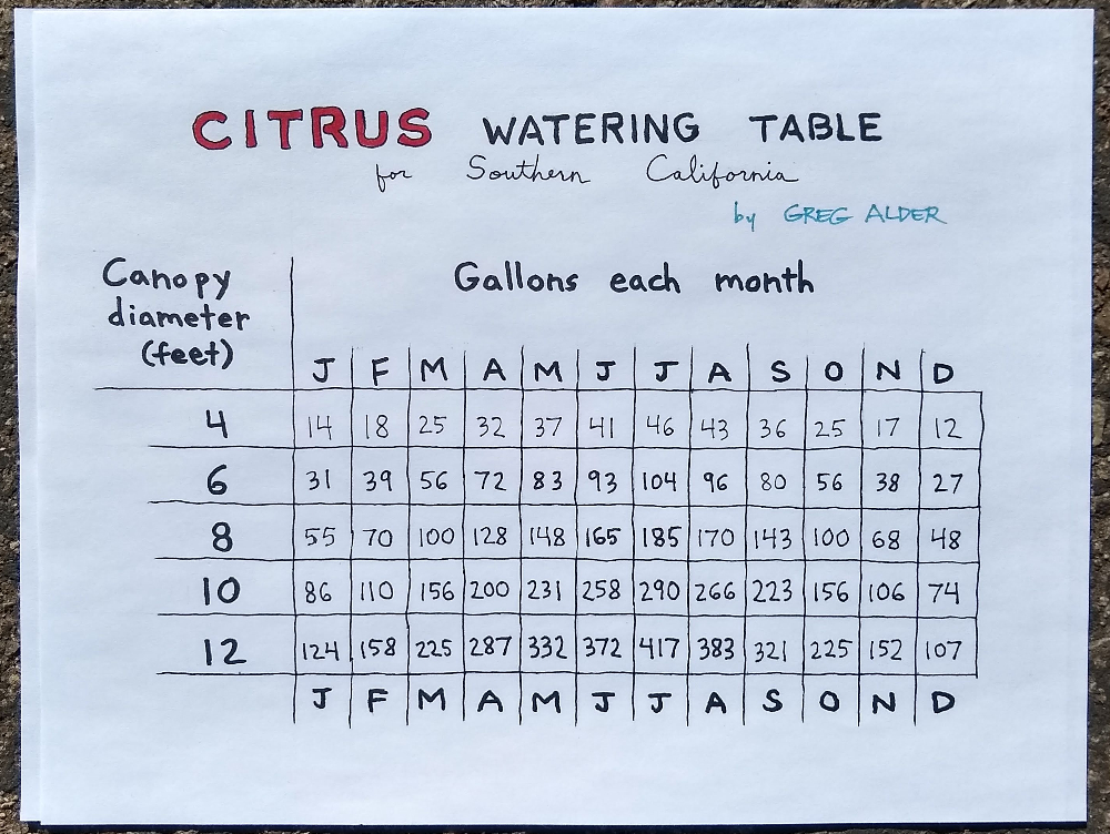 How Often Should You Be Watering Citrus Trees?