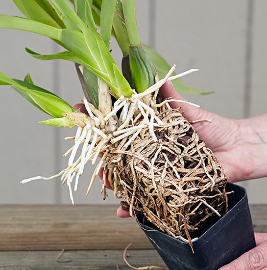 Best Orchid Repotting Near Me: Top-Rated Services