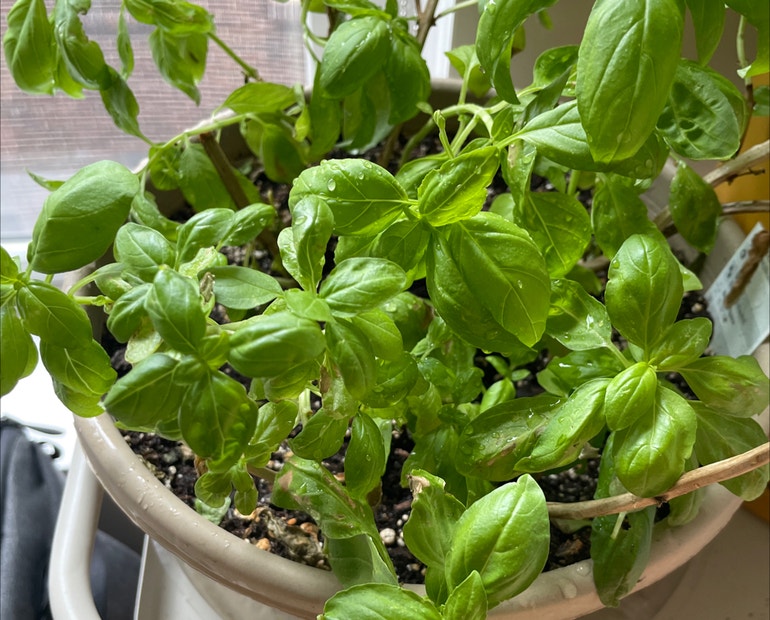 Protecting Basil: When Temperatures Drop Too Low