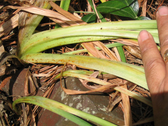 Daylily Diseases and Pests Photos (What to Look For and How to Treat Them)