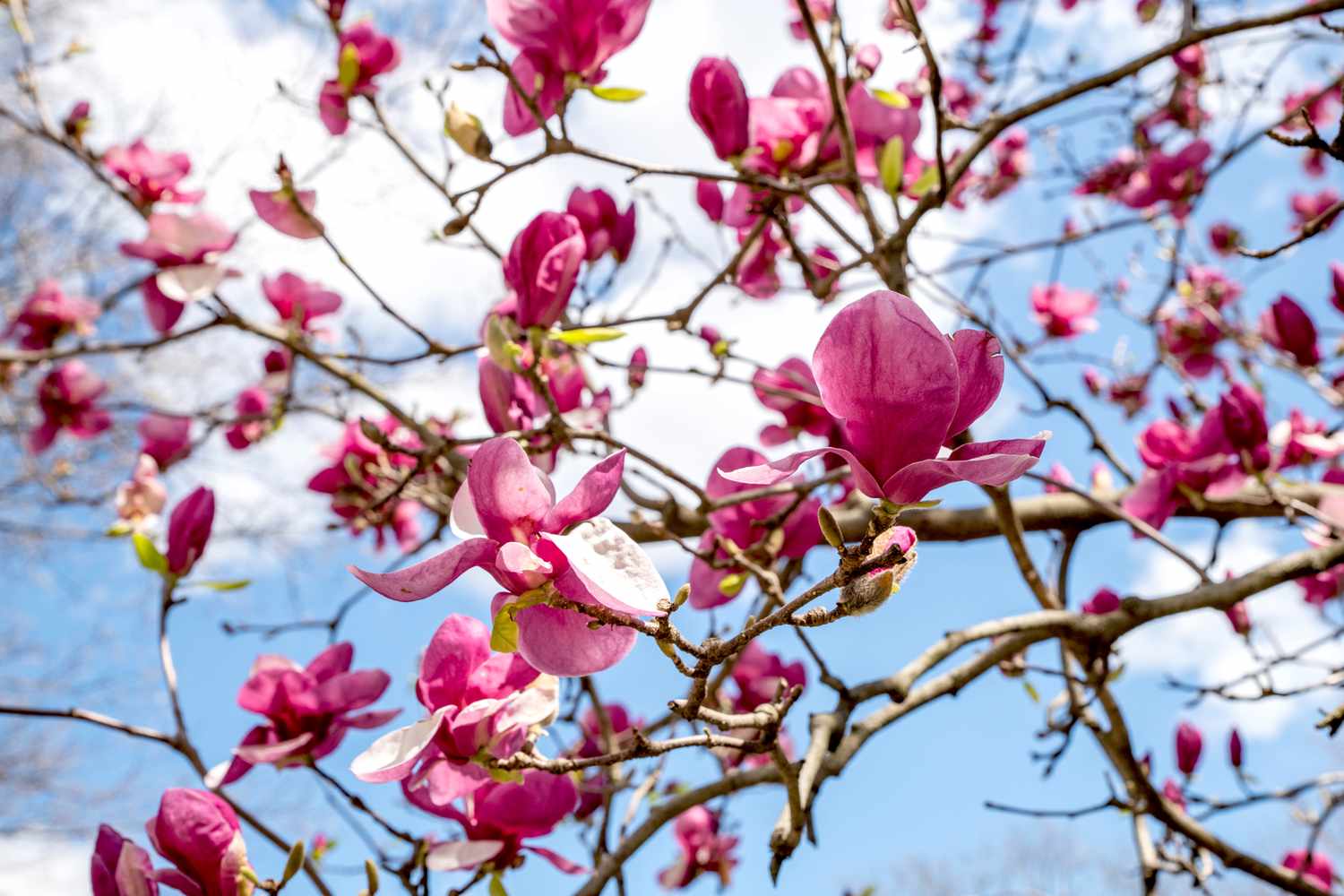Need help with Jane magnolia pruning? Get the best tips here now!