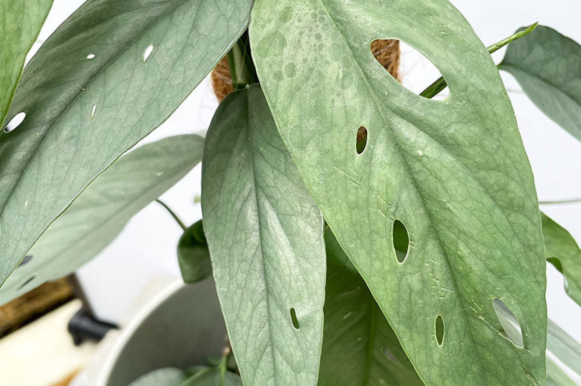 Spotting Pothos Diseases: A Quick Guide for Beginners