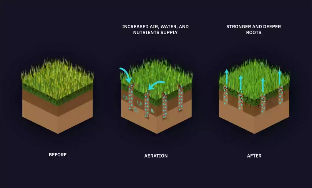Overcoming Pests & Diseases: The Role of Soil Aeration in Horticultural Preservation