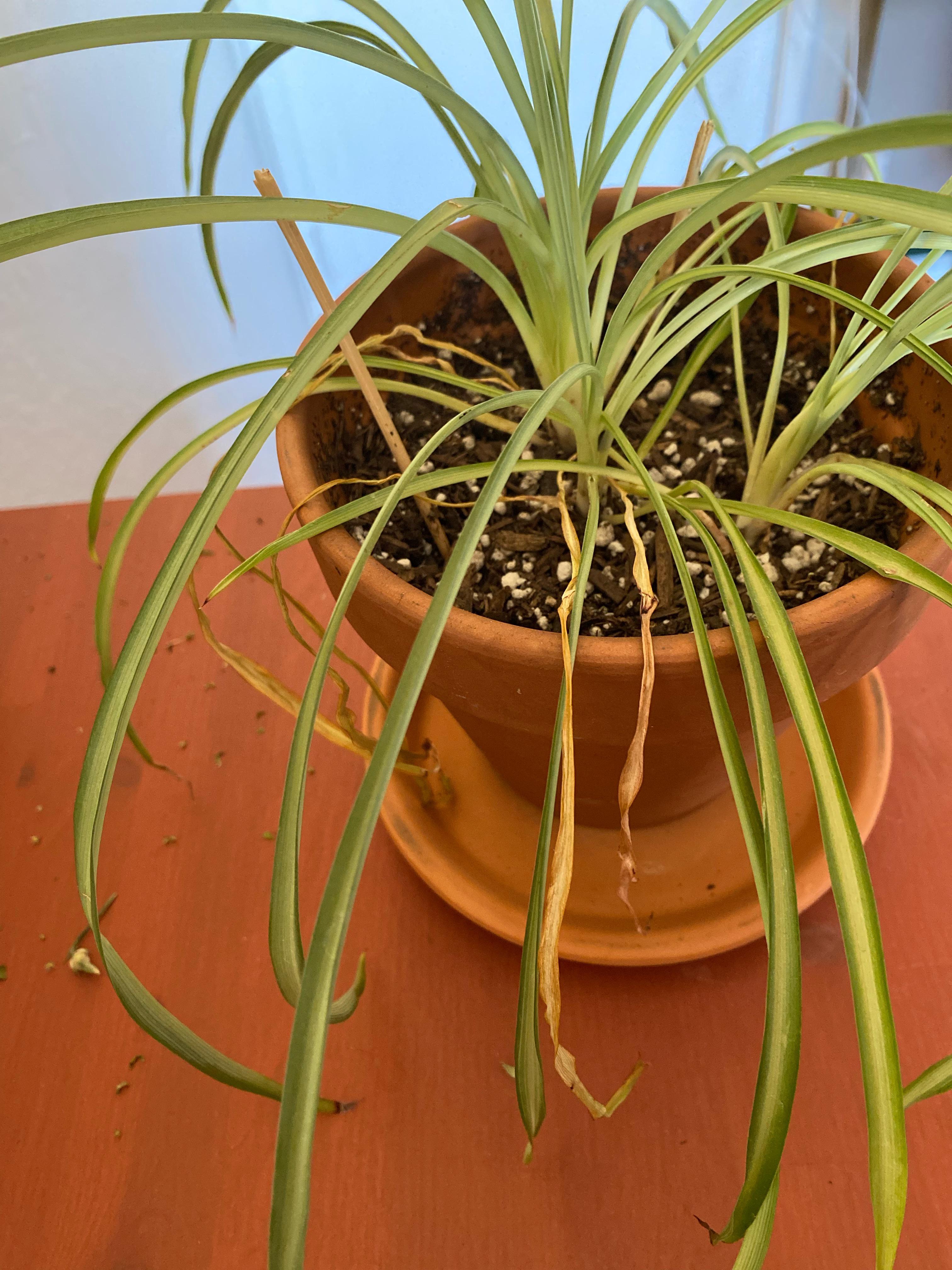 How to tell if youre overwatering your spider plant? Look for these signs!