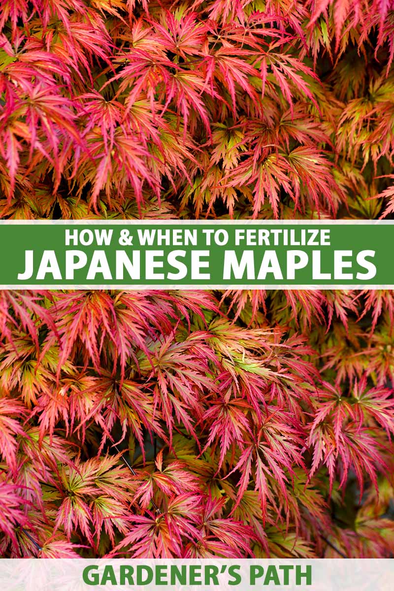 Japanese Maple Fertilizing: Easy Guide for Beginners