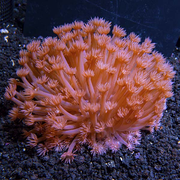 Flowerpot Coral: A Beautiful Addition to Your Aquarium