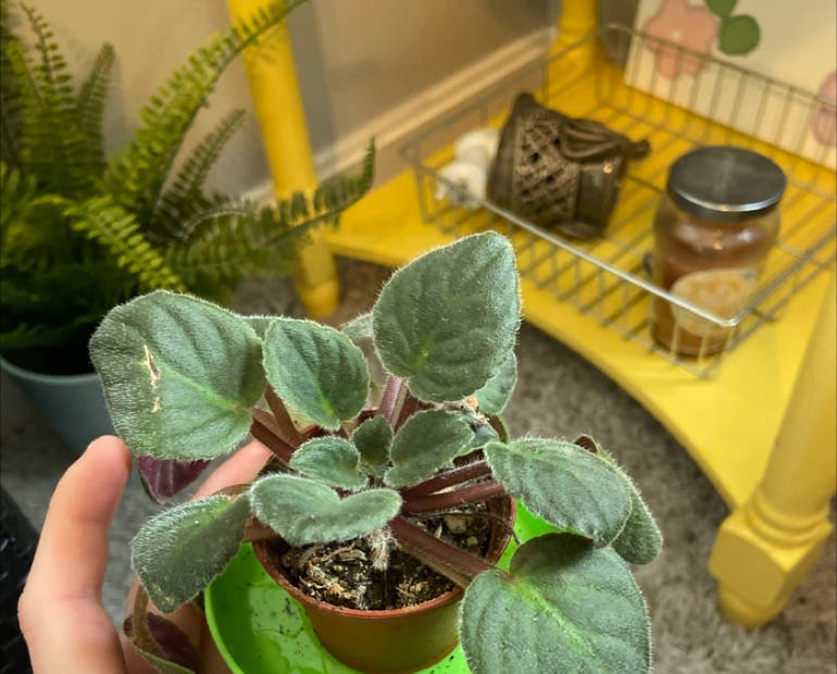 African Violet Temperature Too Hot? What You Need to Know