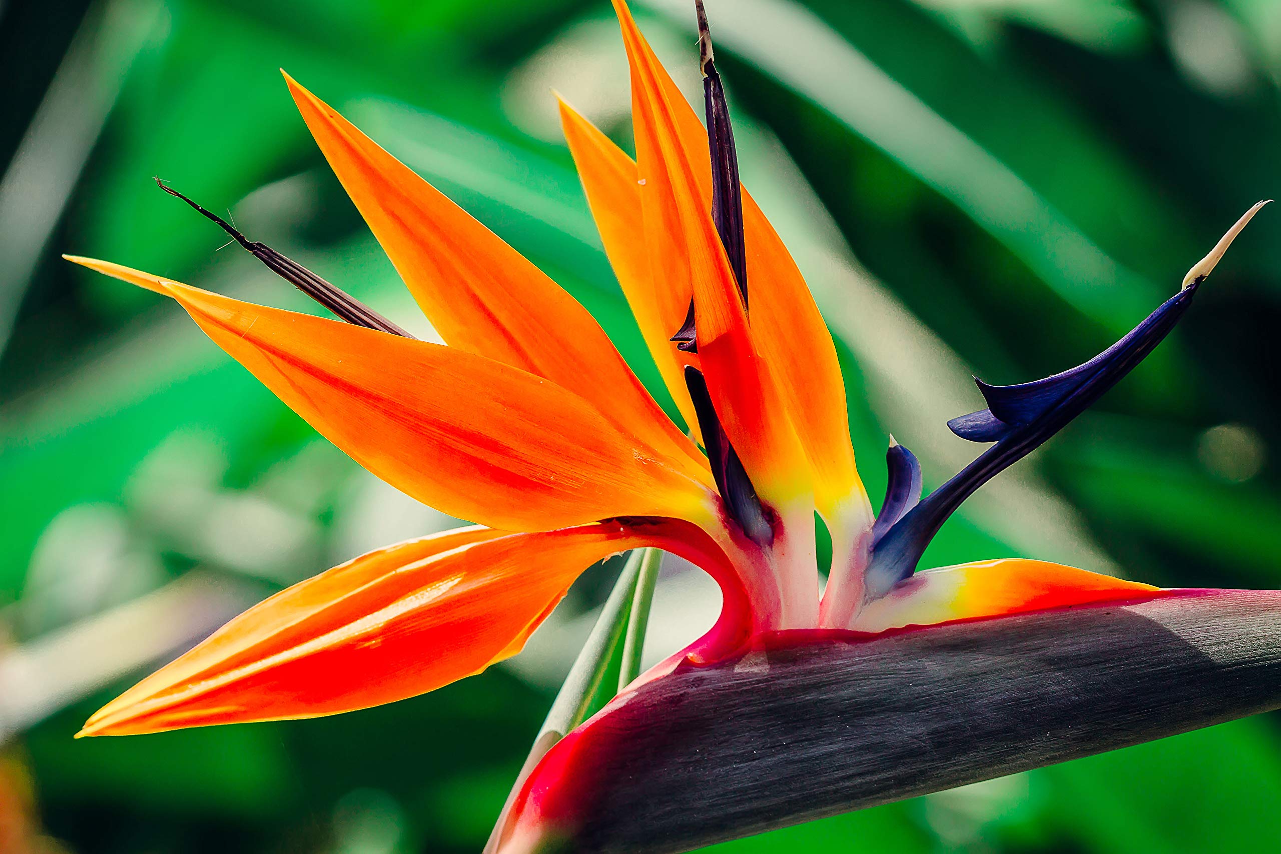 Hawaiian Flowers: Where to buy Bird of Paradise? Find the best sources for these beautiful plants.