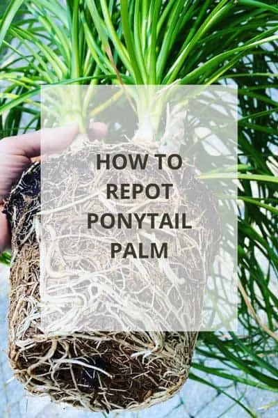 When and How to Repot Your Ponytail Palm? A Simple Guide