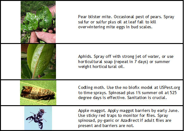 Common Tree Pests and How to Control Them with Pesticides