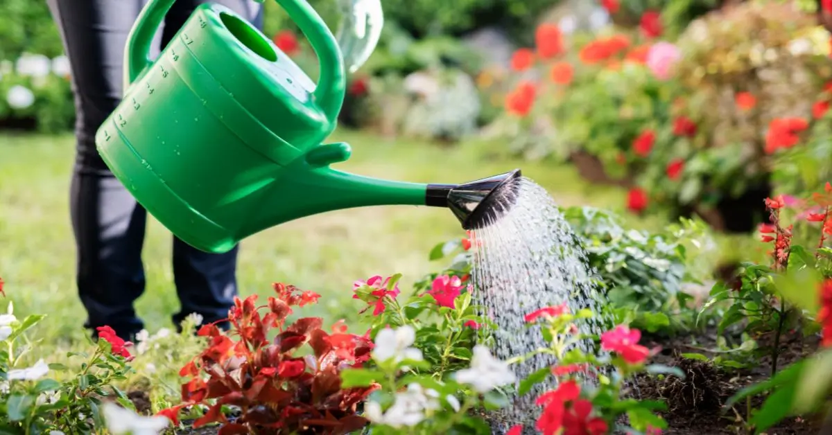 steel watering can, how to choose the best one for your lovely garden and buy it!