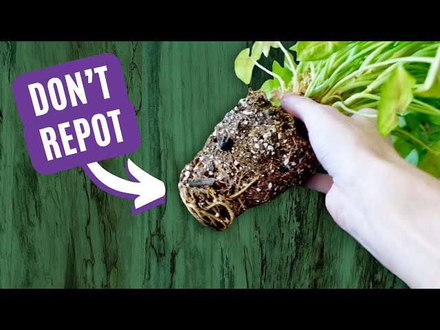 Watering Plants After Repotting: Avoid These Common Mistakes