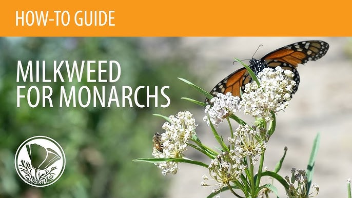 How to Prune Milkweed: A Step-by-Step Guide (Plus Tips for Monarch Butterflies)