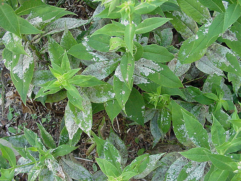 Spotting Phlox Diseases: A Quick Guide with Pictures