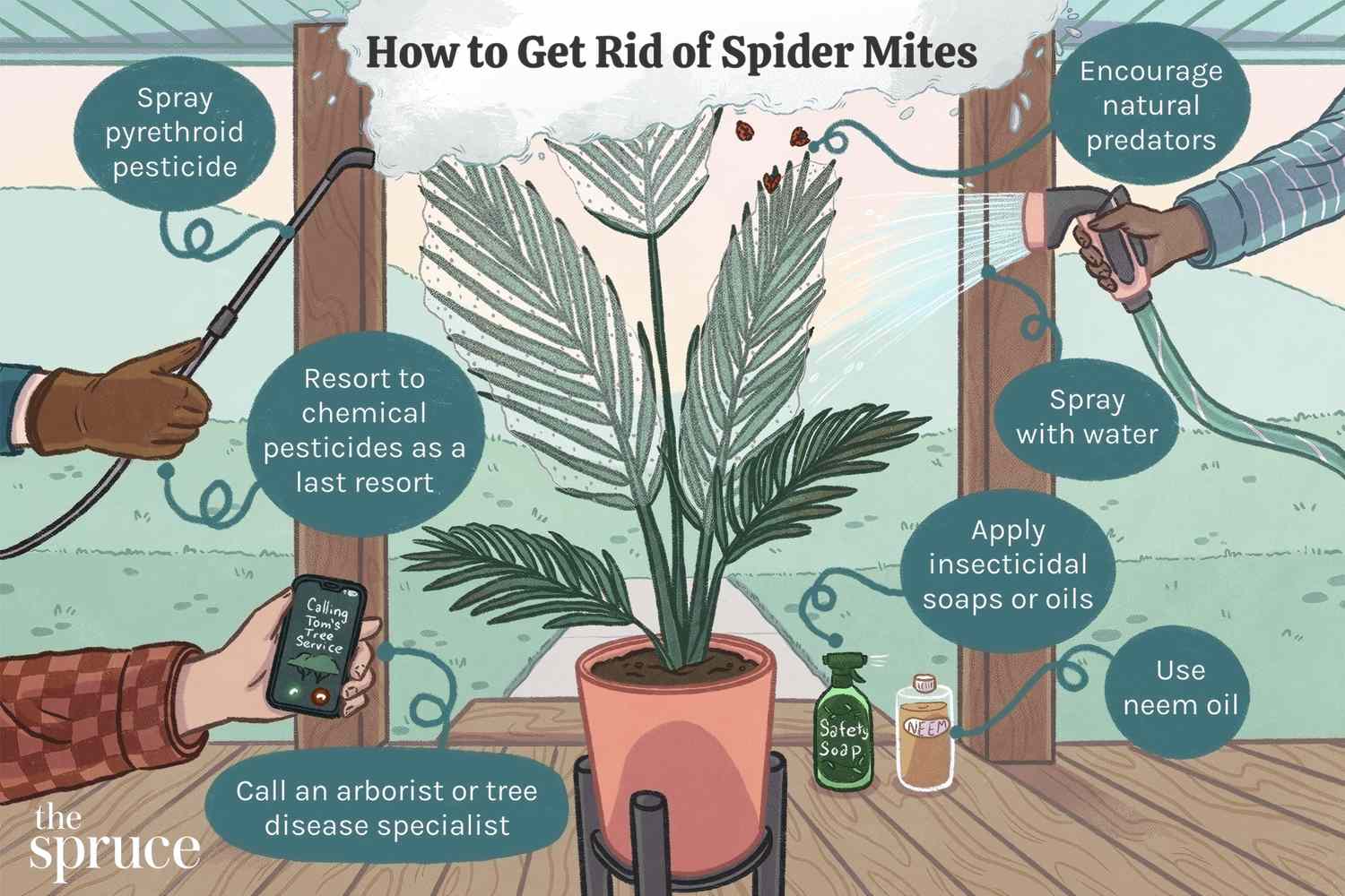 Spider Mite Mandevilla Diseases: Prevention and Control Guide