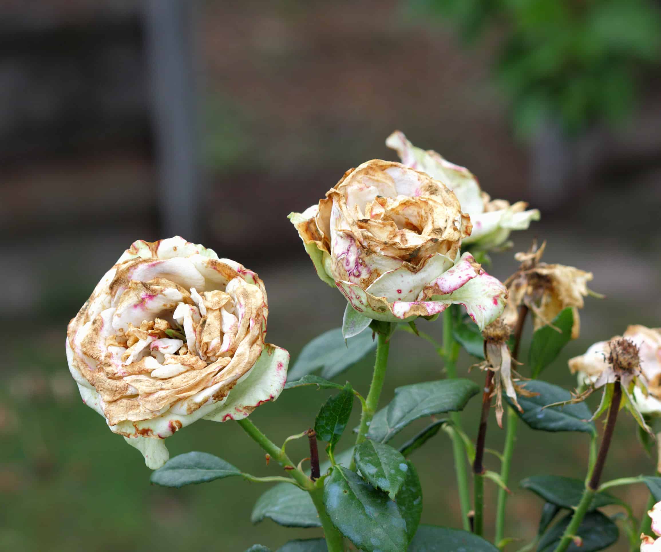 Pesticides for Rose Plants: Common Problems and Easy Solutions